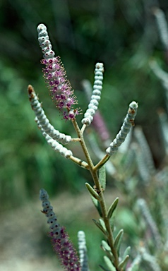 APII jpeg image of Newcastelia bracteosa  © contact APII