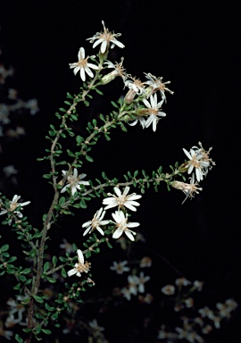 APII jpeg image of Olearia floribunda  © contact APII