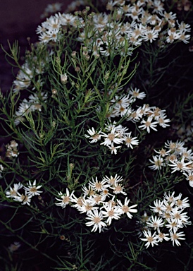 APII jpeg image of Olearia glandulosa  © contact APII