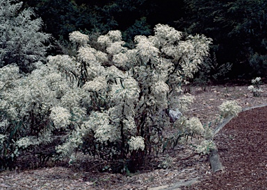 APII jpeg image of Olearia megalophylla  © contact APII