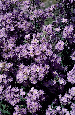 APII jpeg image of Olearia phlogopappa  © contact APII