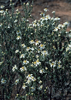 APII jpeg image of Olearia pimeleoides  © contact APII