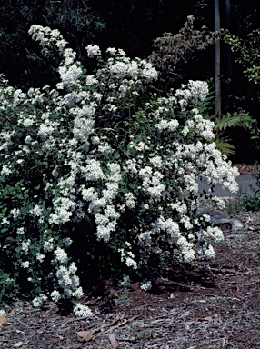 APII jpeg image of Olearia rugosa subsp. allenderae  © contact APII