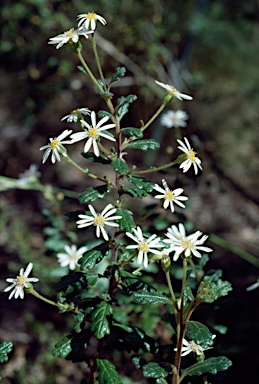 APII jpeg image of Olearia quercifolia  © contact APII