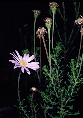 APII jpeg image of Olearia sp. Rhizomatica (I.R.Telford 11549)  © contact APII