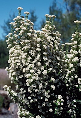 APII jpeg image of Ozothamnus ericifolius  © contact APII