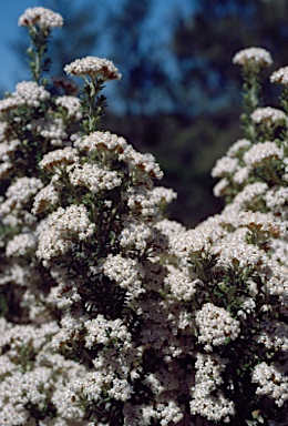 APII jpeg image of Ozothamnus ericifolius  © contact APII