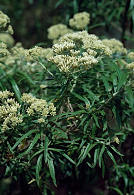 APII jpeg image of Ozothamnus ferrugineus  © contact APII