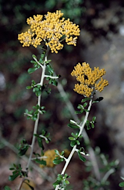 APII jpeg image of Ozothamnus obcordatus  © contact APII