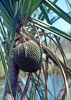 APII jpeg image of Pandanus aquaticus  © contact APII