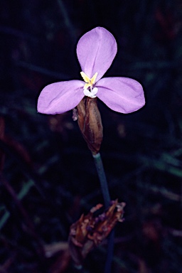 APII jpeg image of Patersonia occidentalis  © contact APII