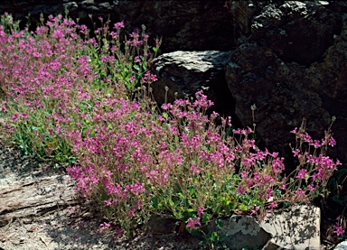 APII jpeg image of Pelargonium rodneyanum  © contact APII