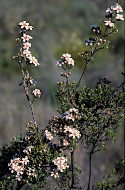 APII jpeg image of Pericalymma ellipticum var. floridum  © contact APII