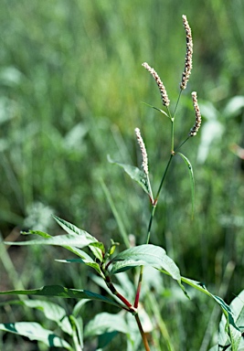 APII jpeg image of Persicaria lapathifolia  © contact APII