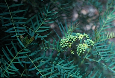 APII jpeg image of Polyscias sambucifolia  © contact APII