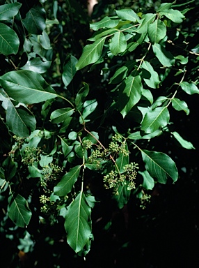 APII jpeg image of Polyscias sambucifolia  © contact APII