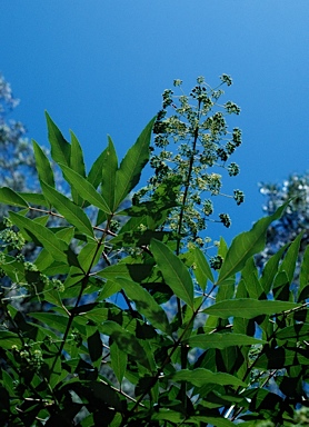 APII jpeg image of Polyscias sambucifolia  © contact APII