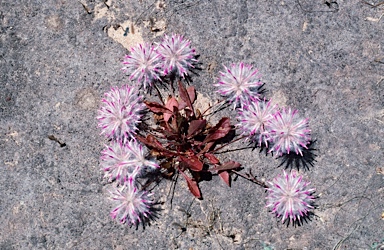 APII jpeg image of Ptilotus manglesii  © contact APII