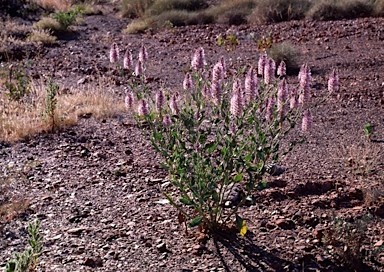 APII jpeg image of Ptilotus exaltatus  © contact APII