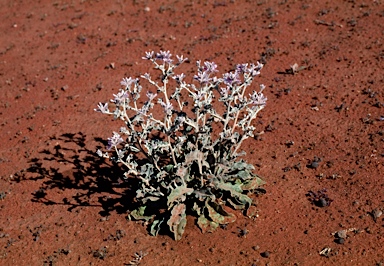 APII jpeg image of Ptilotus obovatus  © contact APII