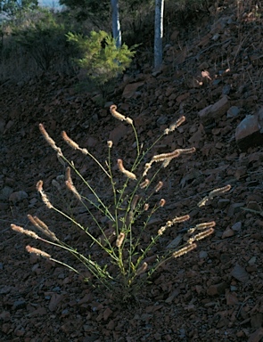 APII jpeg image of Ptilotus giganteus  © contact APII