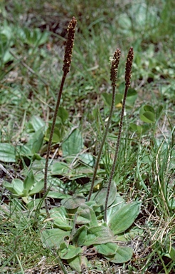 APII jpeg image of Plantago euryphylla  © contact APII