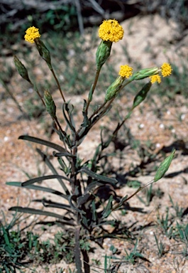 APII jpeg image of Podotheca gnaphalioides  © contact APII