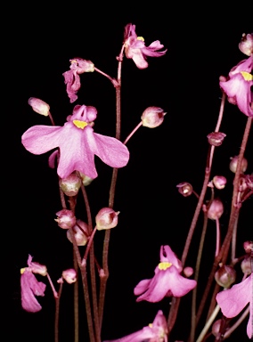 APII jpeg image of Utricularia multifida  © contact APII