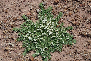 APII jpeg image of Lobelia darlingensis  © contact APII