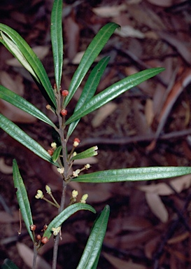 APII jpeg image of Samadera sp. Moonee Creek (J.King s.n. Nov. 1949)  © contact APII