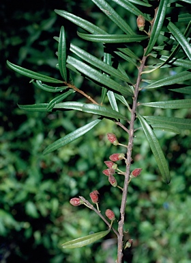 APII jpeg image of Samadera sp. Moonee Creek (J.King s.n. Nov. 1949)  © contact APII