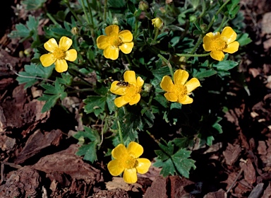 APII jpeg image of Ranunculus lappaceus  © contact APII