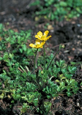 APII jpeg image of Ranunculus pimpinellifolius  © contact APII