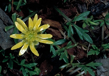 APII jpeg image of Ranunculus prasinus  © contact APII