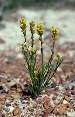 APII jpeg image of Rhodanthe spicata  © contact APII