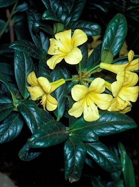 APII jpeg image of Rhododendron aurigeranum  © contact APII