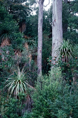 APII jpeg image of Richea pandanifolia  © contact APII