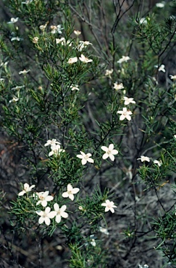 APII jpeg image of Ricinocarpos linearifolius  © contact APII