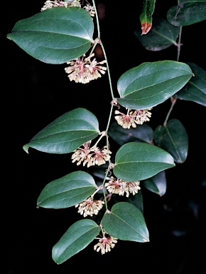 APII jpeg image of Smilax australis  © contact APII