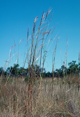 APII jpeg image of Sorghum stipoideum  © contact APII