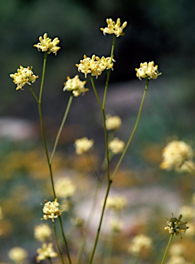 APII jpeg image of Stirlingia tenuifolia  © contact APII