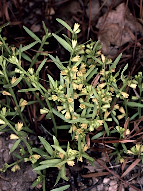 APII jpeg image of Synostemon glaucus  © contact APII