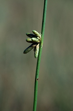 APII jpeg image of Schoenoplectiella laevis  © contact APII