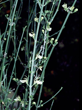 APII jpeg image of Teucrium teucriiflorum  © contact APII