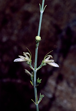 APII jpeg image of Teucrium teucriiflorum  © contact APII