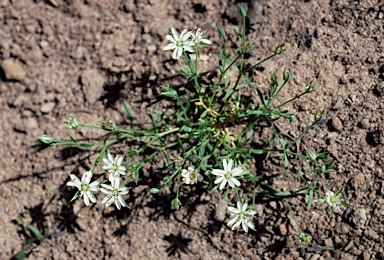 APII jpeg image of Stellaria angustifolia subsp. angustifolia  © contact APII