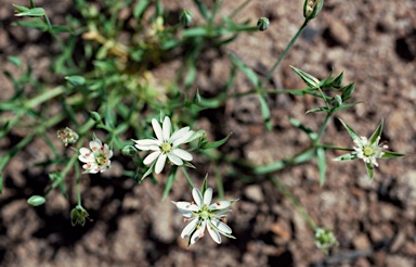 APII jpeg image of Stellaria angustifolia subsp. angustifolia  © contact APII