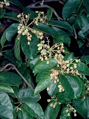 APII jpeg image of Sterculia quadrifida  © contact APII