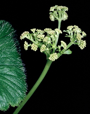 APII jpeg image of Azorella polaris  © contact APII