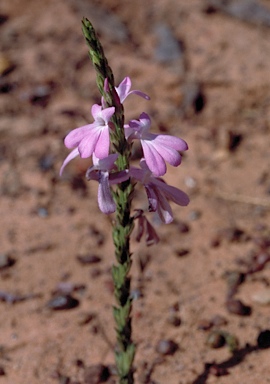 APII jpeg image of Striga curviflora  © contact APII